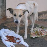 Prefeitura licitou clínicas veterinárias para castração de cães e gatos