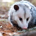 Ouriços, gambás, lobos, tatus, tamanduás estão invadindo a cidade devido a estiagem e colheita