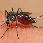 São Manuel em alerta contra o Aedes