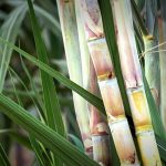 Produtores Rurais já podem realizar a entrega da declaração da DIPAM-A na Prefeitura de São Manuel