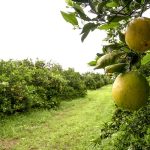 Produção de laranja em Botucatu é a segunda maior do Brasil