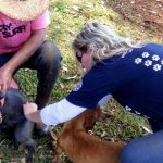 Dia primeiro de Agosto começa vacinação contra raiva animal em Botucatu