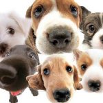 Moradores do Cachoeirinha poderão permanecer com animais domésticos nos apartamentos