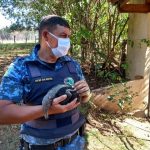GCM resgata filhote de Tamanduá Bandeira em Anhumas