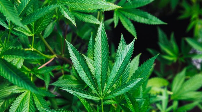 Câmara: plantio de maconha para fins medicinais tem parecer favorável