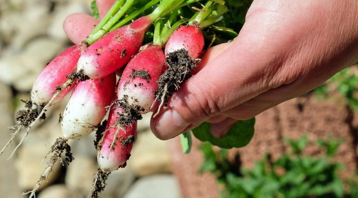 Passatempo com saúde e bem-estar: Senac Botucatu dá dicas que como cultivar uma horta caseira