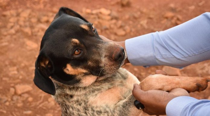 Botucatu: Prefeito Pardini apresenta o cão Bob, guardião e mascote da Represa do Rio Pardo. “Faz festa e é tratado com enorme carinho por todos os trabalhadores”