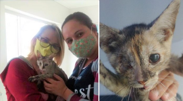 Botucatu: Boa Notícia! A Piratinha foi adotada, ganhou uma família e um novo nome: Ágata