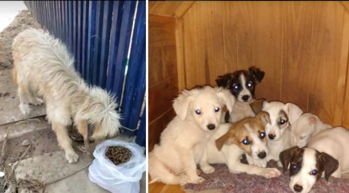 Botucatu: Protetoras de animais criticam inoperância do Canil Municipal. “Ter um órgão que só recebe e nada faz, para nós não adianta”