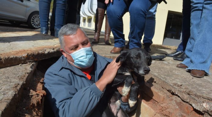 Botucatu: Cachorro é resgatado de dentro de bueiro no Hospital das Clínicas e agora procura por um lar; Compartilhe
