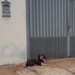 Botucatu: “Fugiu da casa nova”, diz família de cãozinho que ficou esperando no portão do antigo lar
