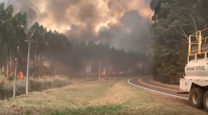 Incêndio atinge plantações de eucaliptos e de cana-de-açúcar em Botucatu
