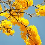 Botucatu: Calor e tempo seco antecipam florada de ipês-amarelos