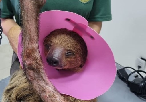 preguiça reabilitaçao retirada