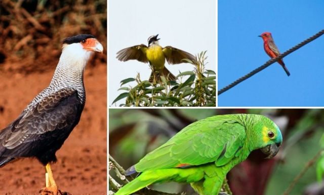Botucatu: Turismo lança Programa “Botucatu Cidade Observadora de Aves” nesta quarta