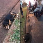 Botucatu: Motociclista atropela cachorra solta na rua no Jardim Ypê