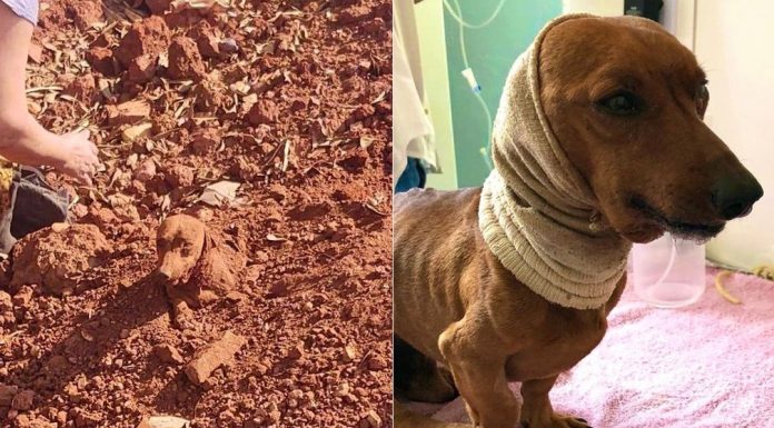 Internado em Botucatu, cachorro que foi enterrado vivo passa por cirurgia de 5 horas para reconstrução do pescoço