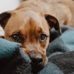 Botucatu: Protetoras de animais relatam surto de cinomose na Cidade