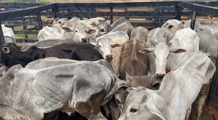 Polícia Civil recupera 336 cabeças de gado avaliadas em mais de R$ 1 milhão roubadas de fazenda em Itatinga