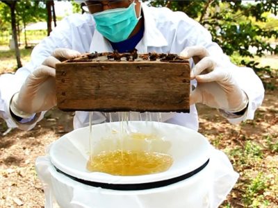 meliponário-400x300