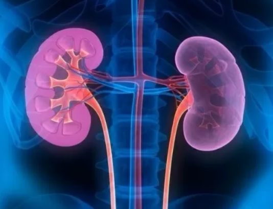 Botucatu: Ferramenta utilizada no HC de Botucatu prevê quanto tempo paciente vai esperar pelo Transplante de Rim