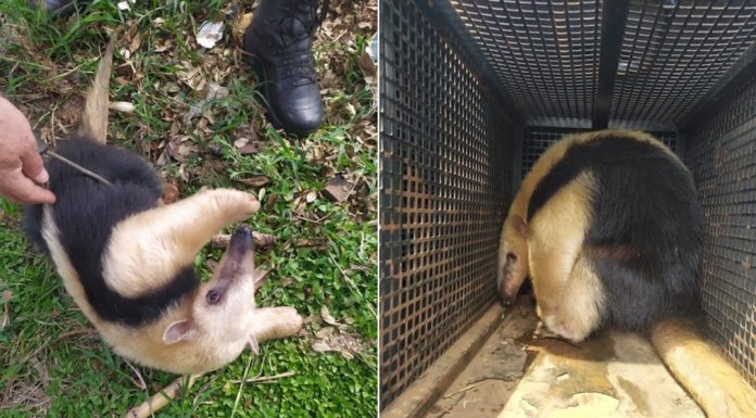 Botucatu: Tamanduá-mirim é resgatado com ferimentos nas patas em área atingida por queimada