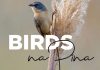 Botucatu: Inédita exposição de fotografias de aves “Birds na Pina – Aves de Botucatu” estreia no próximo dia 26