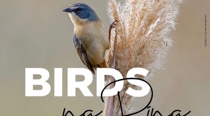 Botucatu: Inédita exposição de fotografias de aves “Birds na Pina – Aves de Botucatu” estreia no próximo dia 26