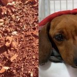 Internado em Botucatu, cachorro enterrado vivo contrai bactéria e deve passar por nova cirurgia: ‘Enquanto há vida, há esperança’, diz ONG