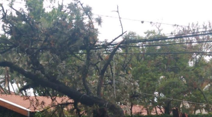 Botucatu: Chuva causou transtornos pela Cidade. Árvore caiu na Praça Rubião Júnior