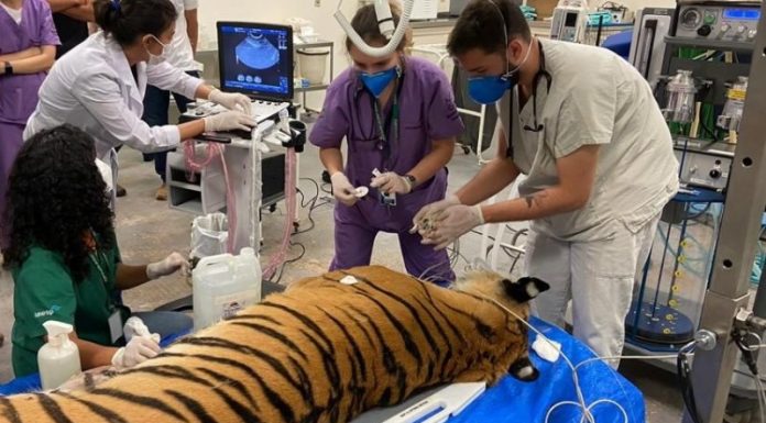 Botucatu: Tigre com suspeita de tumor abdominal é atendido na Unesp, com equipamentos de última geração