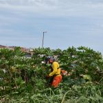 Botucatu: Prefeitura publica decreto que dá prazo de 10 dias para limpeza de terrenos. Multa é de R$ 5,50 por m²