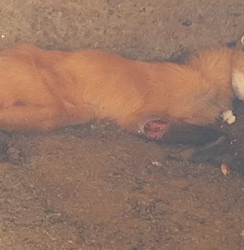 Lobo-guará é levado ao Cempas, em Botucatu, após ser encontrado ferido em cima de colchão em fazenda