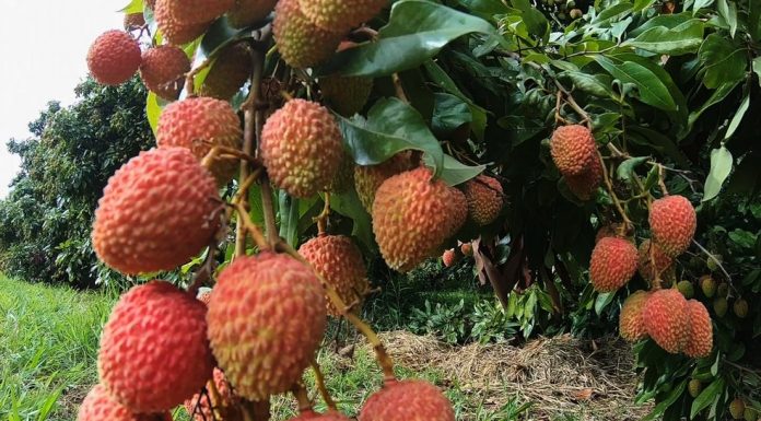 Produtores de Botucatu e São Manuel colhem safra de lichia