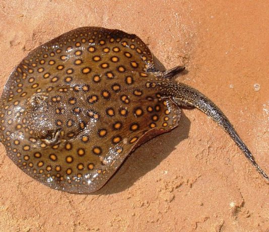 Botucatu: Arraias fluviais sobem o Rio Tietê e podem causar acidentes graves, aponta pesquisa da Unesp