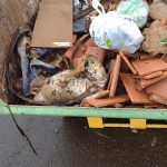 Botucatu: Cachorro morto é “descartado” em caçamba de entulho e gera revolta