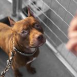 Botucatu: Poodle de 13 anos morre após ser atacada por Pitbull através da grade de portão; “Cena de filme de terror”, lamenta tutor