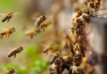 Botucatu: Marido e filho de idosa morta após ataque de abelhas recebem alta médica