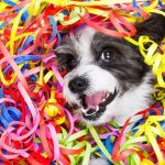 Shopping Botucatu realizará evento de Carnaval para Pets na terça, 1 de março