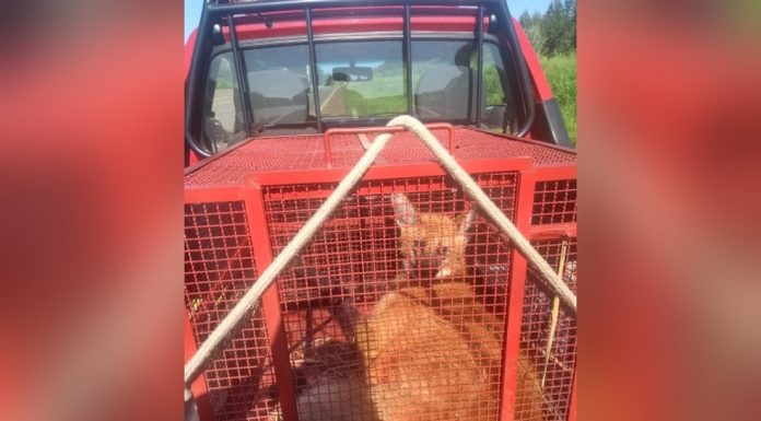 Lobo-guará é atropelado e levado ao Hospital Veterinário de Botucatu, com múltiplas fraturas