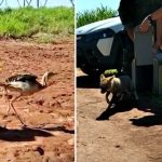 Botucatu: Polícia Ambiental realiza soltura de vários animais silvestres resgatados