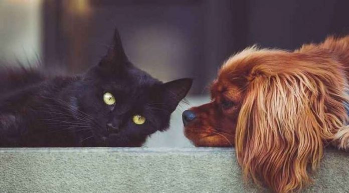 Botucatu: Vereadores votam nesta quinta, 3, Projeto de Lei que institui a Política de Bem-Estar de Animais Domésticos e controle populacional de cães e gatos