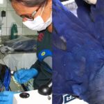 Pesquisa realizada em Botucatu aponta que Agrotóxico causou mortes de Araras-Azuis no Pantanal