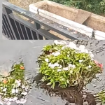 Botucatu: Paisagismo da ponte da “Rafael Sampaio” é alvo de vandalismo