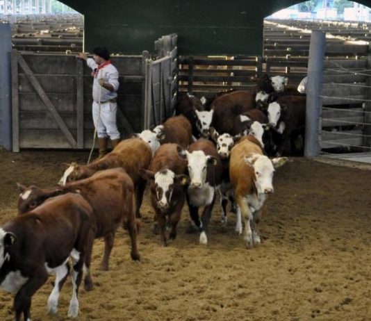Botucatu: FMVZ/Unesp promove leilão de bovinos