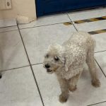 Botucatu: Mulher não cuida de cachorra ferida após atropelamento e acaba presa pelo crime de maus-tratos contra animais