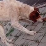 Botucatu: Protetoras serão recebidas na Prefeitura para falar sobre a cachorra abandonada pelo carro do Canil Municipal