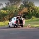 Botucatu: Carro do Canil Municipal é flagrado abandonando na rua cachorra doente e ferida; veja o vídeo