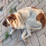 Botucatu: Exames confirmam que cachorra abandonada na rua pelo carro do Canil Municipal está doente, com anemia e alterações no fígado e rim