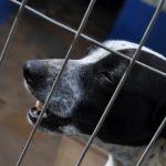 Botucatu: Domingo terá Feirinha de Adoção de Animais e Vacinação Antirrábica